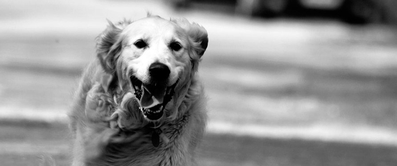 免费测试呼死你